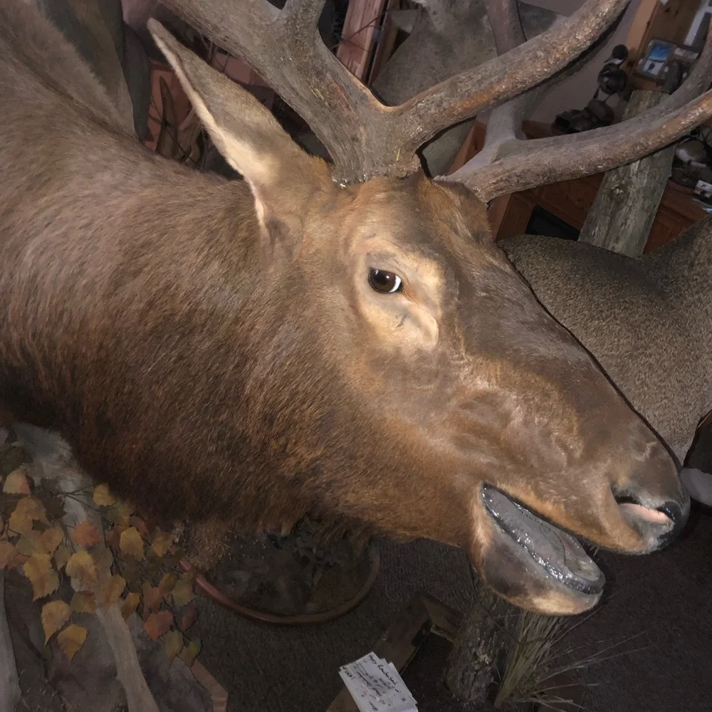 Elk mount